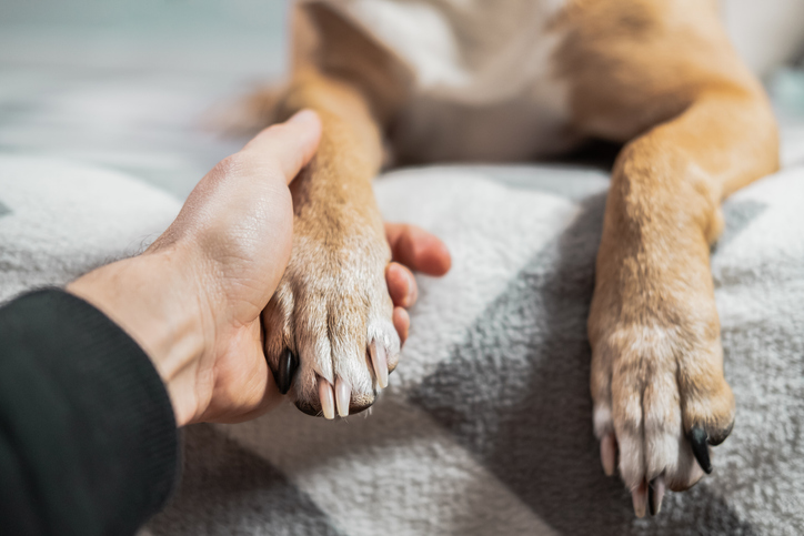 Photo shows a human holding a dog's paw in their hand/Getty Images